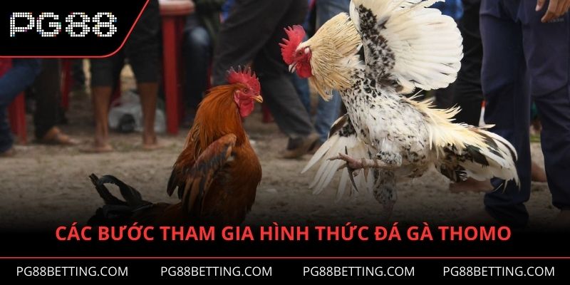 Các bước tham gia hình thức đá gà Thomo