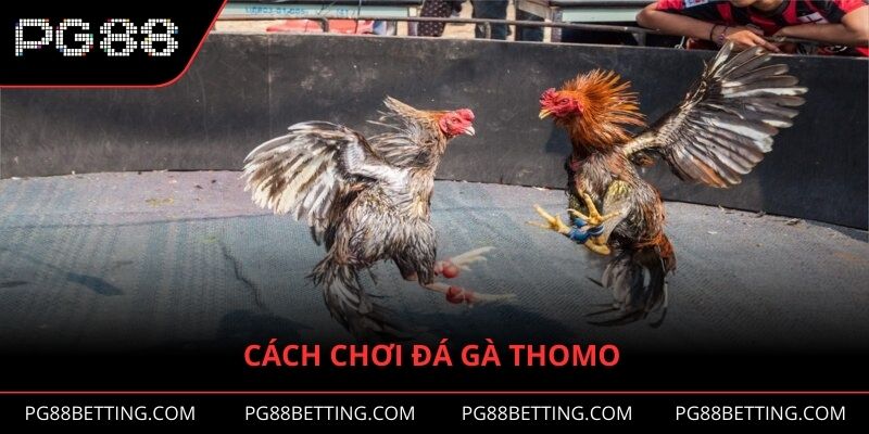 Cách Chơi Đá Gà Thomo